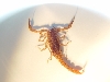 dorsal view of unknown scorpion