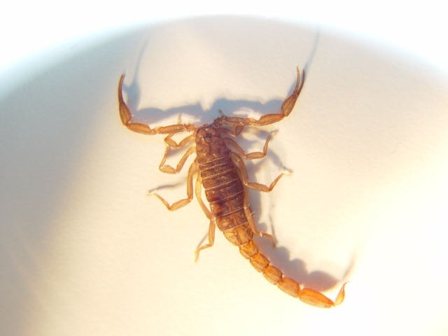 dorsal view of unknown scorpion