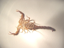 ventral id help