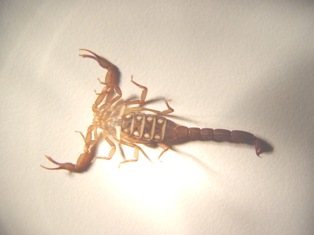 ventral id help