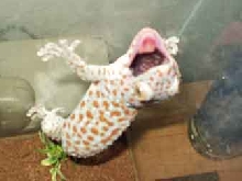 mad tokay