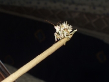 flower mantis must c pic big