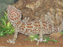 cute tokay