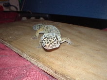 gizzy wonderin