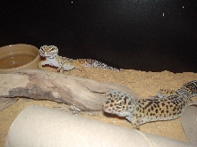gizzy an bitey