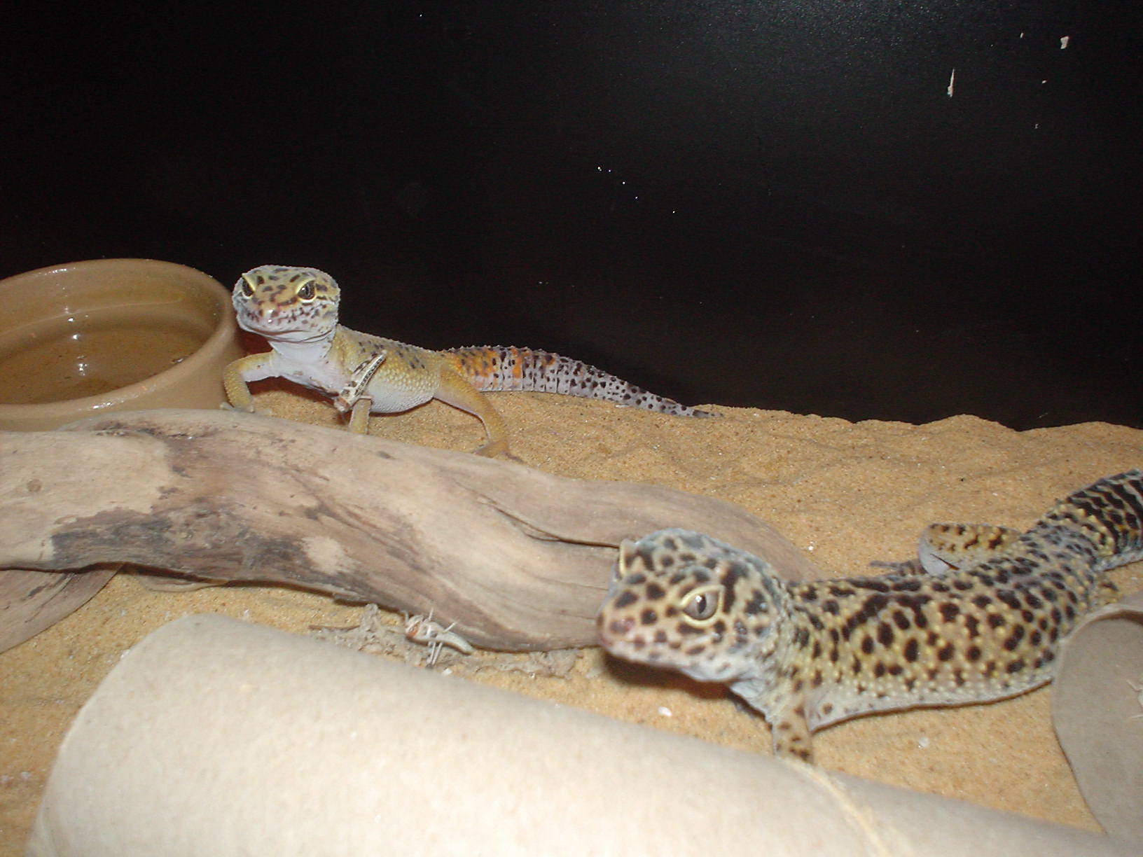 gizzy an bitey