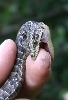 Alligator Lizard
