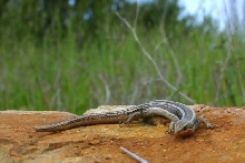 April Skink
