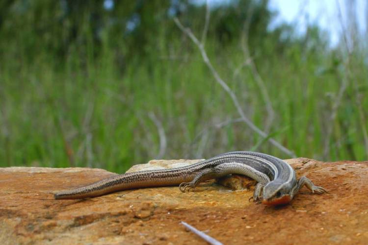 April Skink