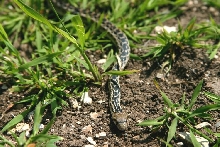 April Gopher