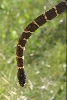 AK2