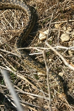 February 06 Gopher