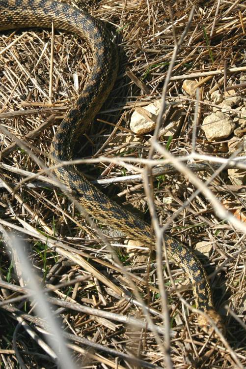February 06 Gopher