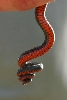 February 06 Ringneck1
