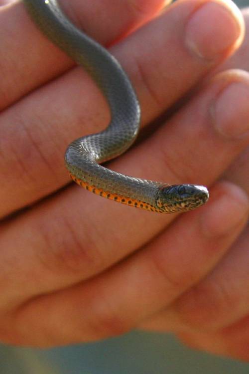 February 06 Ringneck2