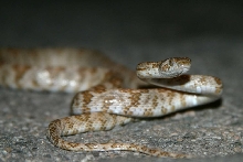 Lyre Snake