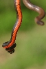 Ringneck1