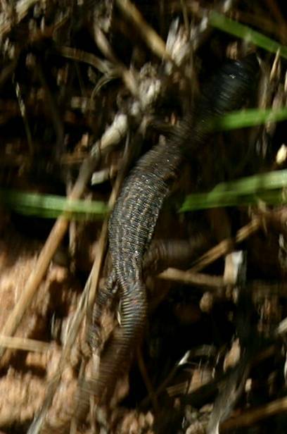 Vegas Lizard 1