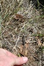 Vegas Lizard 3