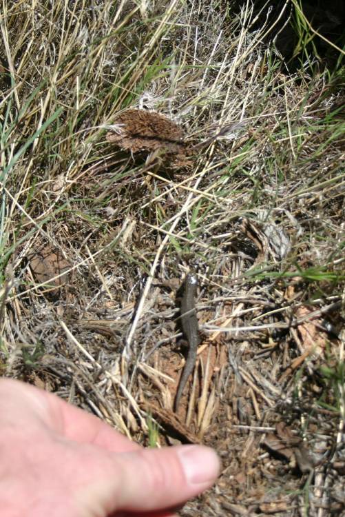 Vegas Lizard 3