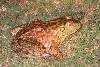 bullfrog1