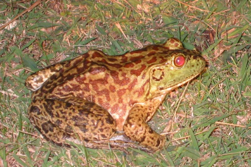bullfrog1
