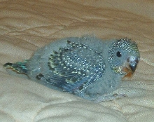 baby budgie