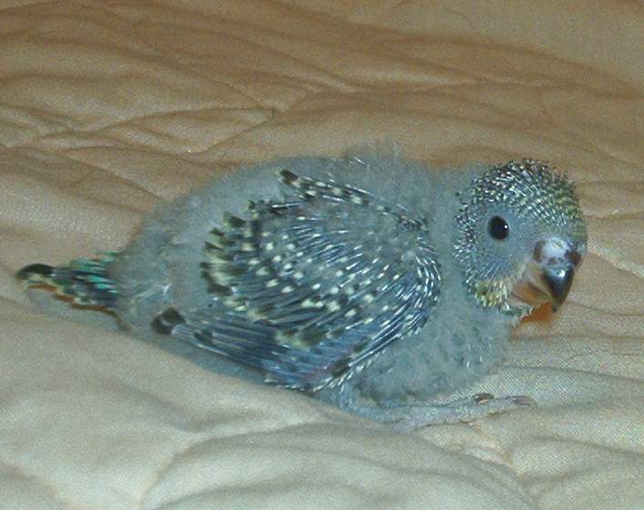 baby budgie