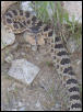 great basin rattle snake