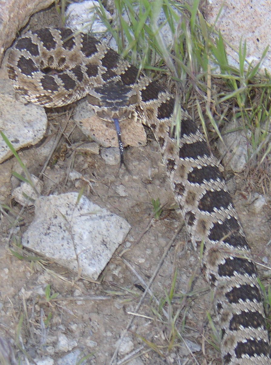 great basin rattle snake
