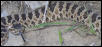 Great basin rattle snake
