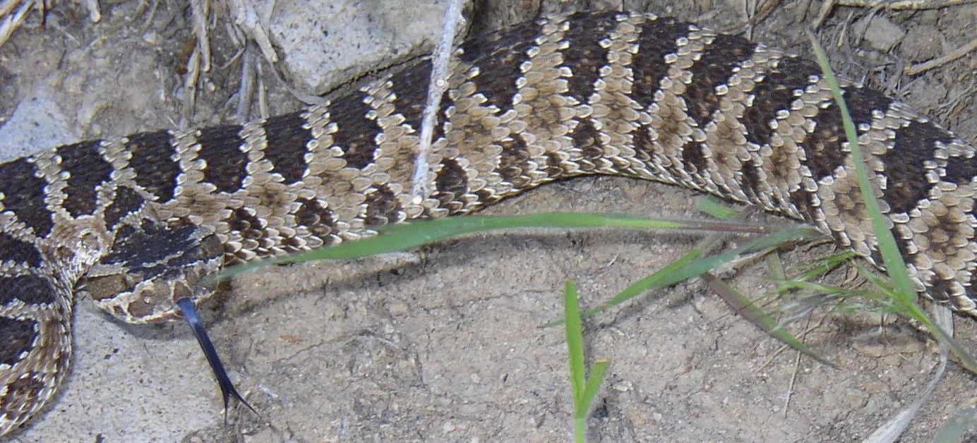 Great basin rattle snake