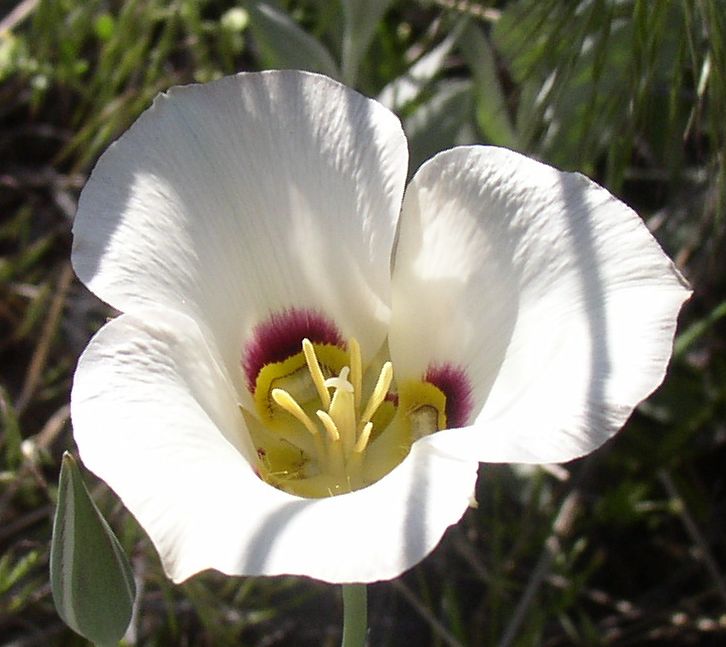 sego lily