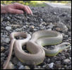 Western yellow belly racer