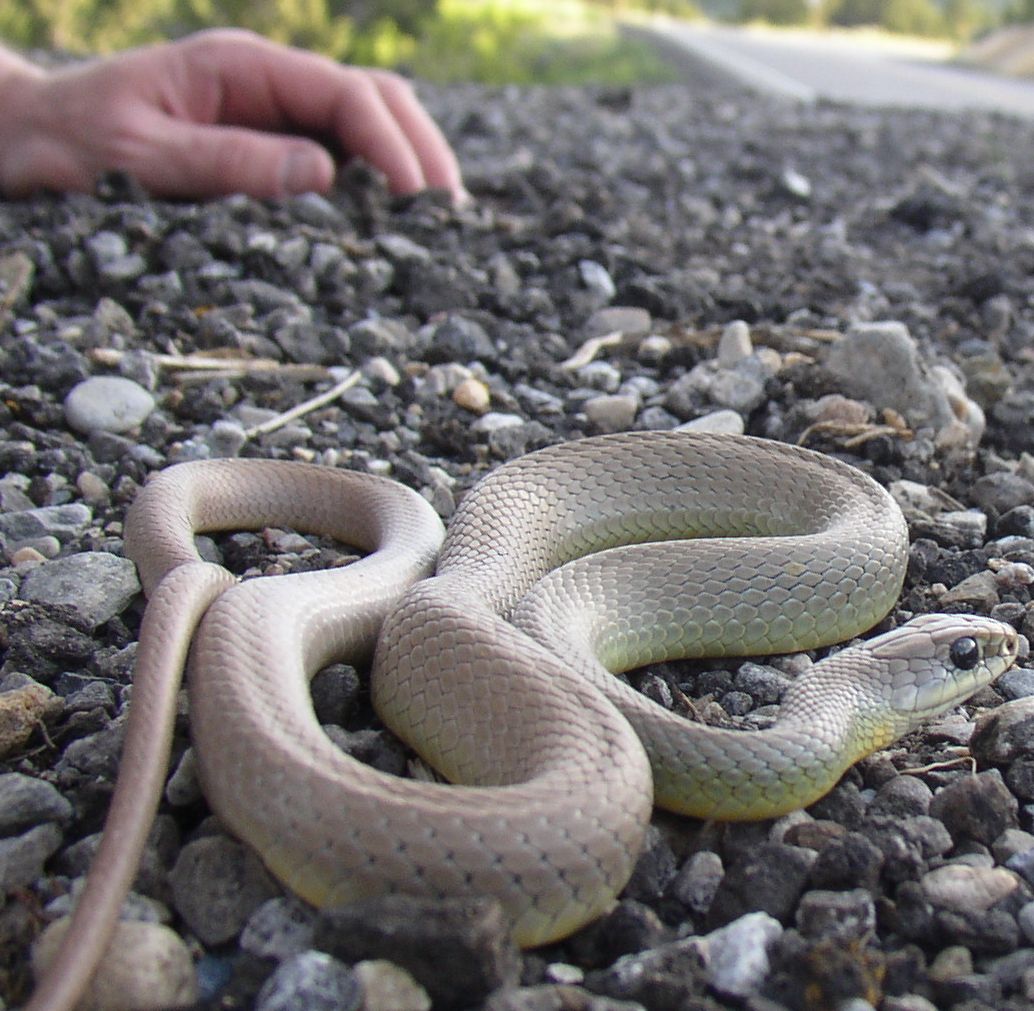 Western yellow belly racer
