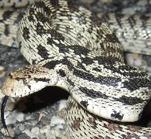 Great basin gopher snake