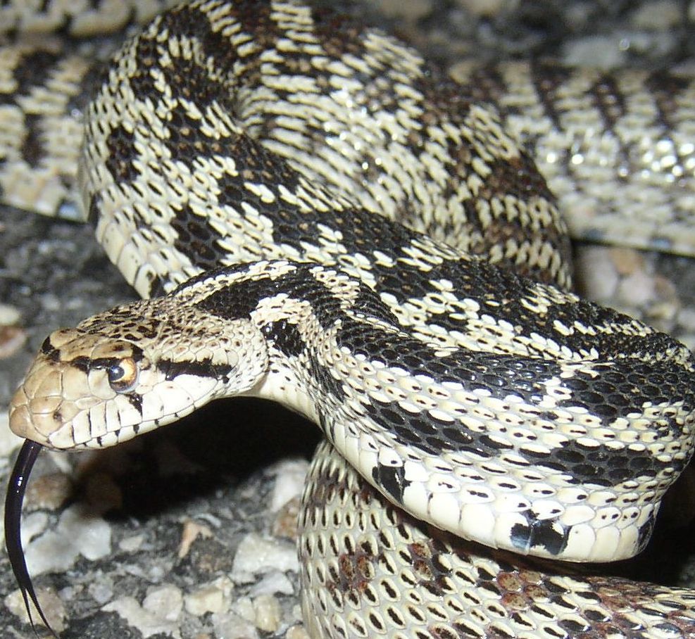 Great basin gopher snake