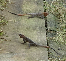When one male is chased into anothers territory