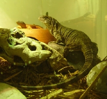 A Utila Island Spiny Iguana