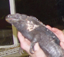 Mystery lizard