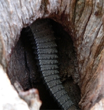 Mystery Tail