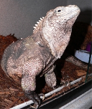 Cuban Iguana