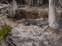 Cuban Iguana in the Wild