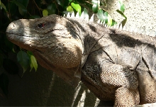 Hybrid