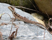 Basilisks at Fort Omoa