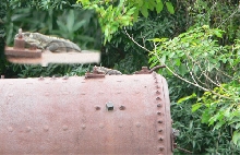 Honduran Spiny Iguana