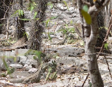 Ricord Iguana