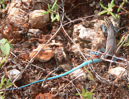 Whiptail lizard
