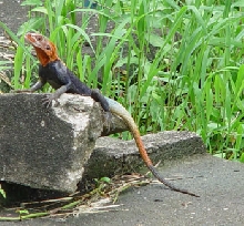 Male Agama Guarding his turf.