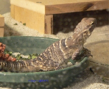 Juvenile Conspicuosa